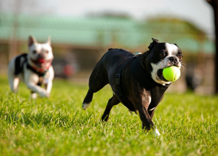 Enclave at the Dominion Boston Terrier running on grass with a tennis ball in its mouth, another dog follows in the blurred background.