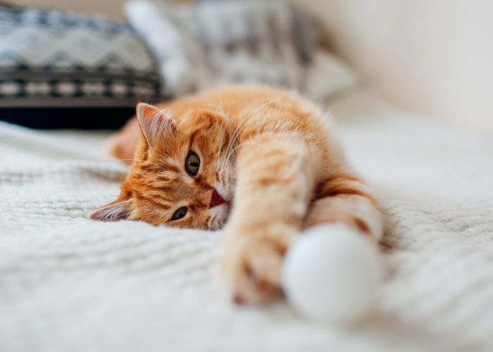 Enclave at the Dominion A relaxed orange tabby cat lying on a bed, reaching towards a small white ball with its paw.